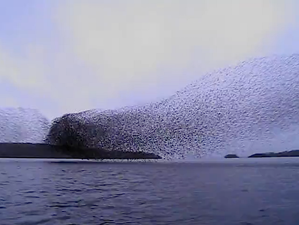 murmuration of starlings over water
