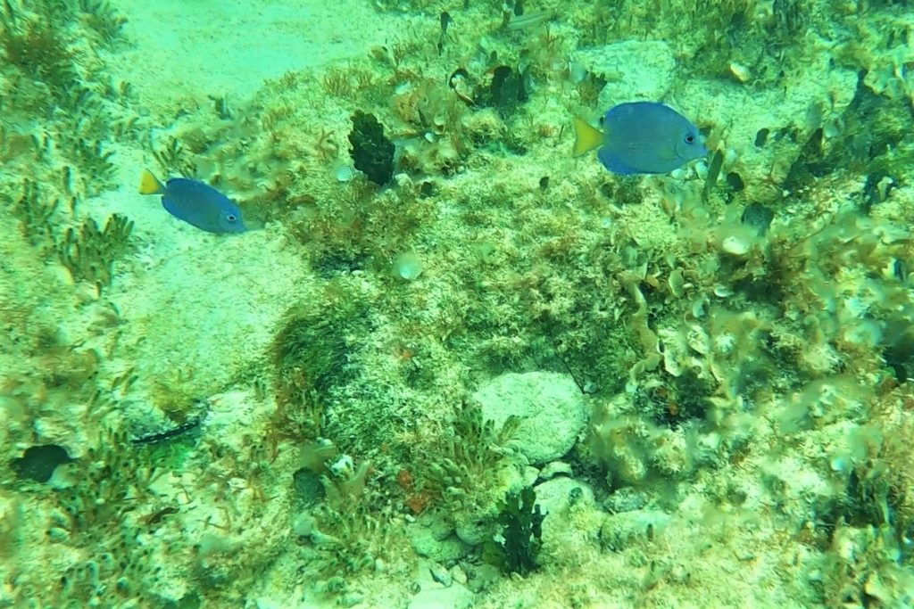 small blue fish coral reef